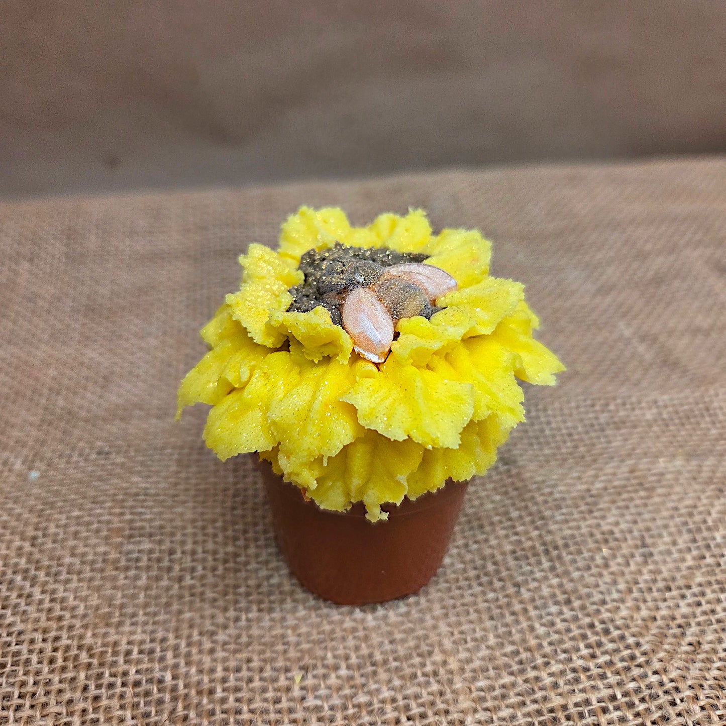single sunflower in small pot